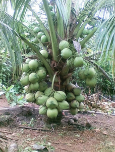 Gaach Coconut Plant