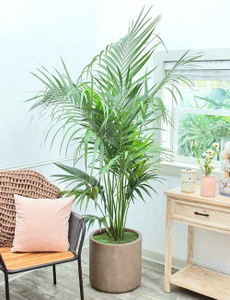 K,M.GREEN Areca Palm