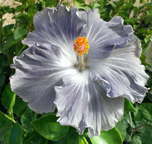 The Green Tree MART Hibiscus Plant Price in India - Buy The Green