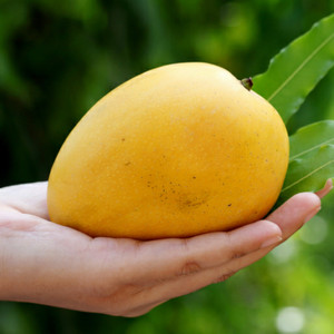 Exotica Dudhiya Malda Mango Plant