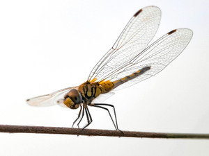 Titli Insect butterfly poster & Titli POSTERS, Dragonfly Poster, Insects Poster ...