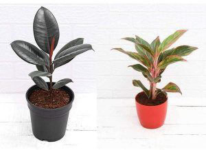 Amazing Gurden Rubber Tree