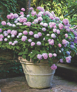 ◆Hydrangea4936◆ Oxygeen Purple Hydrangea Live Plant Hydrangea macrophylla