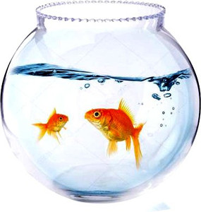 BILAL ANSARI Aqua_18 presenting cute & glossy looking glass fish aquarium (pack of 1,8 inch) Round Ends Aquarium Tank