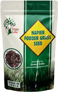Green India Napier Fodder Grass seed / ELEPHANT GRASS/ PENNISETUM PURPUREUM GRASS SEEDS ( 150 SEEDS ) Seed Seed