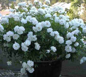 Samarthgreens Jasmine Plant