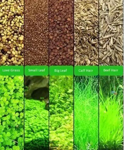 citronella plant benefits Citronella Essential Oil, Therapeutic, Pure & Natural, Insect & Mosquito  Repellent, Antiseptic, Mood Up lifter 10ml