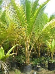 Fulmala Nursery Coconut Plant