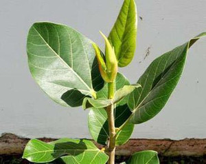 greengrow Sageretia Plant