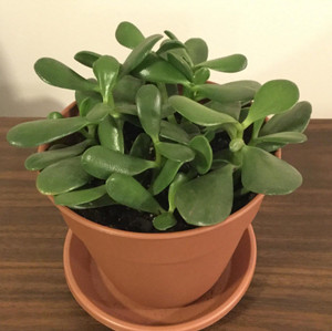 Cloud Farm Jade Plant