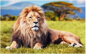 Lion Big Size Flex Poster For Room MD-4193 Photographic Paper