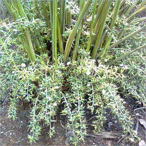 GreenyOn Elaichi/Cardamom Plant
