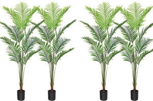 Bijaya Online Store Areca Palm