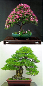 Rainbow Spring Seeds Bonsai Mimosa Silk Tree Albizia Flower And Pinus  Thunbergii Tree Seed Price in India - Buy Rainbow Spring Seeds Bonsai Mimosa  Silk Tree Albizia Flower And Pinus Thunbergii Tree