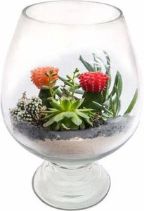 SEETASTIC Decorative Round Ends Aquarium Tank