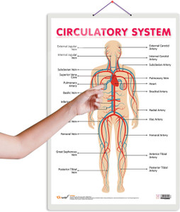Circulation Distribution Unit CIRCULATORY SYSTEM CHART :- Oxygen and Nutrient Distribution Chart ...