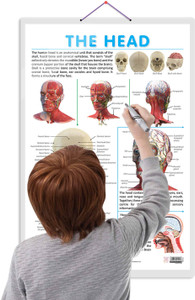 THE HEAD CHART :- Medical Anatomy Chart Highlighting Human Skull, Brain ...