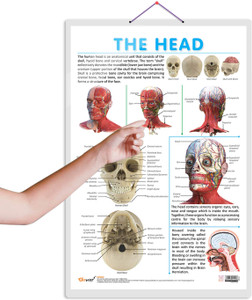 THE HEAD CHART :- Detailed Head Structure Chart Showing Eyes, Ears ...