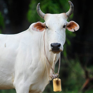 eze enterprises Cow/Bull/Buffalo Bell ,Neck Bell,Ghanti for Cow Mountable Cowbell