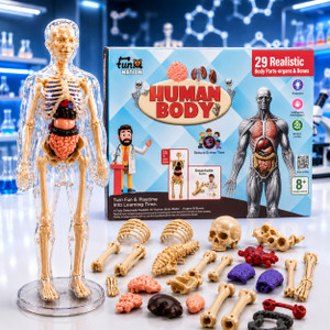 Buddynjoy 3D Human Body Anatomy Model Toy | Educational Science Kit for Kids