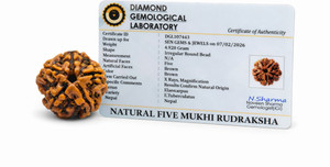 SEN GEMS AND JEWELS 5 Mukhi Rudraksha Original Nepali 16-20mm Lab Certified Natural Wood Pendant