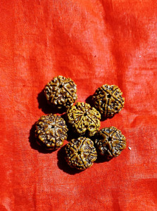 Sri Guru Rudraksha-Bhandar 5 Mukhi Big Size Rudraksha 5p Beads Wood Pendant Set
