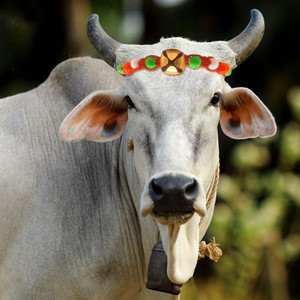 AAGAAZ Cow/Buffalo/Bull Nylon Rope,Leash,Cord,Cow Head Charm,Belt,cow head  Bell Cow Collar Charm Price in India Buy AAGAAZ