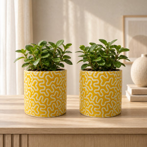 Gupta Homes Yellow RD-1 Pipe Ceramic Pot Size 4x4inch GH0022-09 Plant Container Set