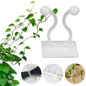 jade pothos Medium Jade Pothos  Dahing Plants