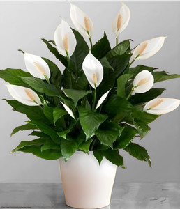 PlantsEarth Peace Lily Plant