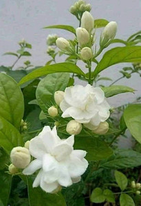 Cloud Farms Jasmine Plant