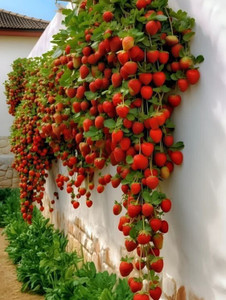 priyashitaNursery Strawberry Plant