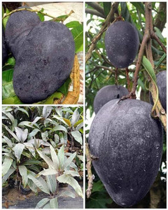 dey and roy Mango Plant