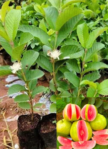 buddingbeauty Guava Plant