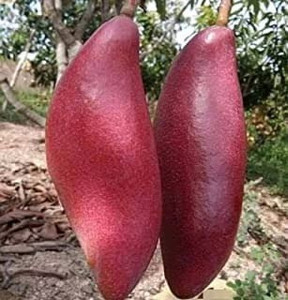 मियाज़ाकी आम का पौधा पौधा