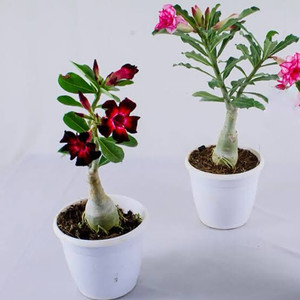 Global Mart Plant Adenium Plant