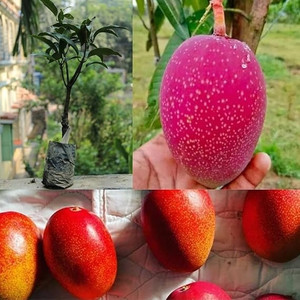 मियाज़ाकी आम का पौधा पौधा
