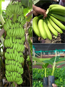 ALOCHUZ Banana Plant