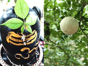 Unisam Bel patra plant Pot Bel Plant