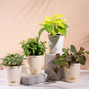 UGAOO Golden Money Plant, Jade Plant, Fittonia plant, Philodendron Micans Plant