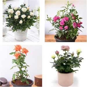 NATURESNURSERYY Rose Plant