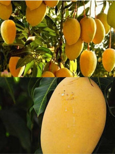 Krishna all time mango plant Mango Plant