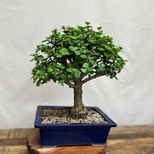 GroWgaach Jade Plant