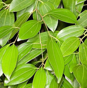 Adrita Cinnamon Plant Price in India - Buy Adrita Cinnamon Plant online ...