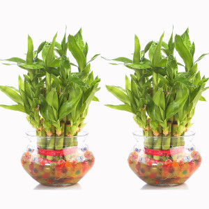 GIRISHA TRADERS Two Layer Bamboo Plant