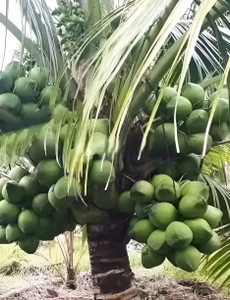 Green view Coconut Plant