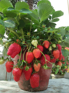 ONLINE PLANT BAZAR Strawberry Plant
