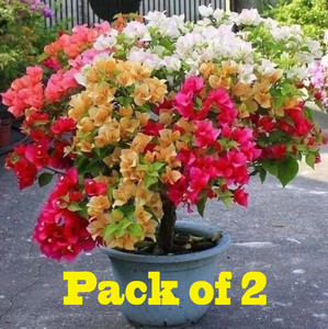 Ankur Farm Baugainvillea Plant