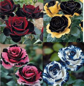 AMBRUZZ Rose Plant