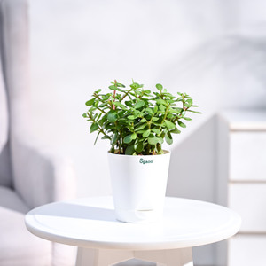UGAOO Jade Plant
